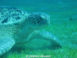 Abu Dubab Turtle by Stephan Attwood 